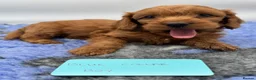 Cockapoo dogs for sale: Stunning Red F1 Cockapoo Puppies - Advert 13