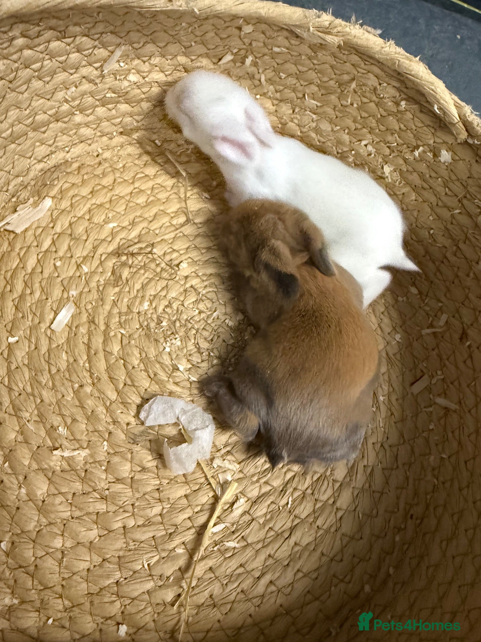Mini Lop rabbits 2 Young mini lops available to reserve  - Advert 1