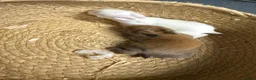 Mini Lop rabbits for sale: 2 Young mini lops available to reserve  - Advert 1