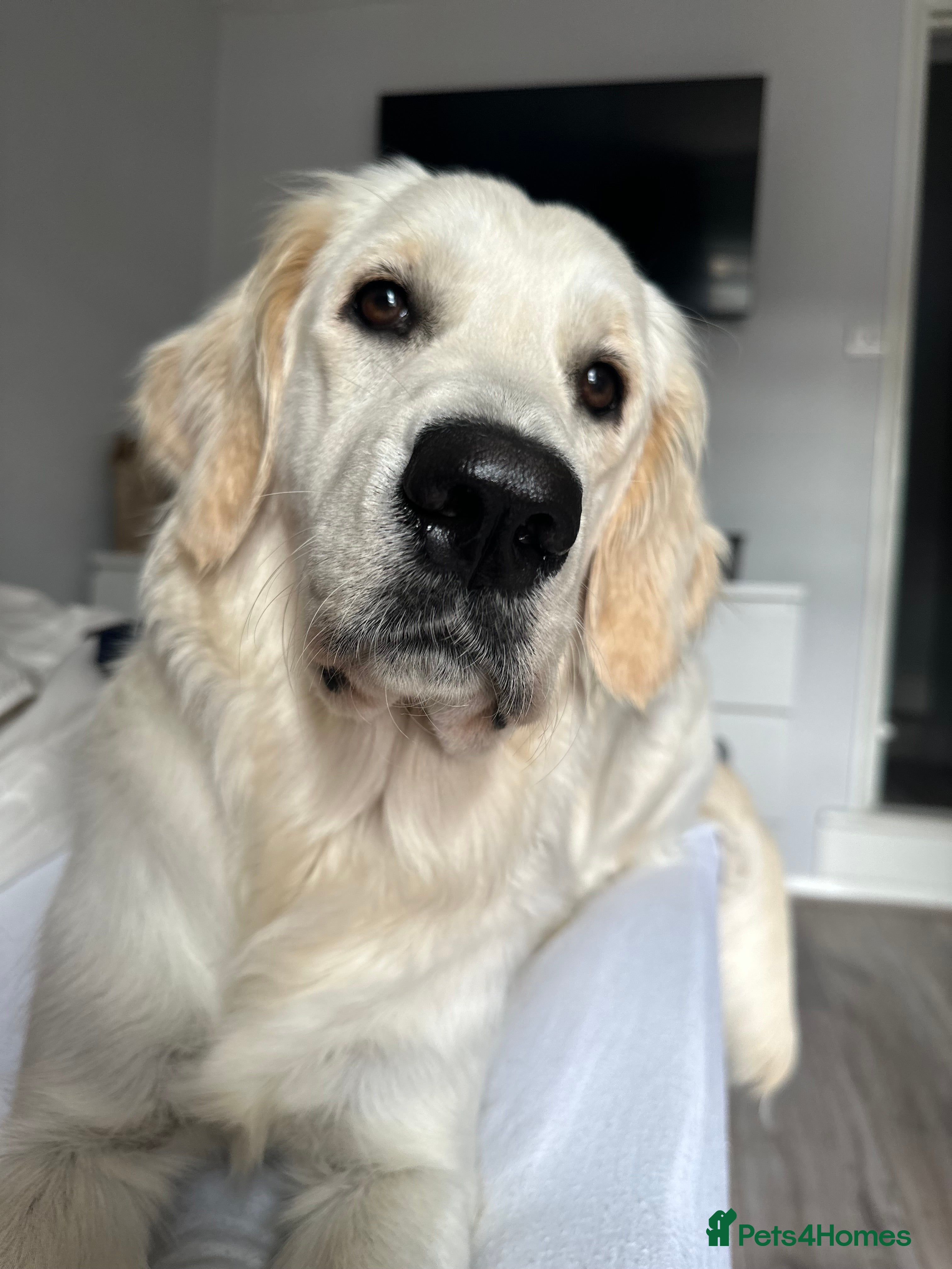 Golden Retriever dogs Lovely golden retriever puppies 🐶🐾♥️ - Advert 1