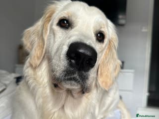 Golden Retriever dogs Lovely golden retriever puppies 🐶🐾♥️ - Advert 17