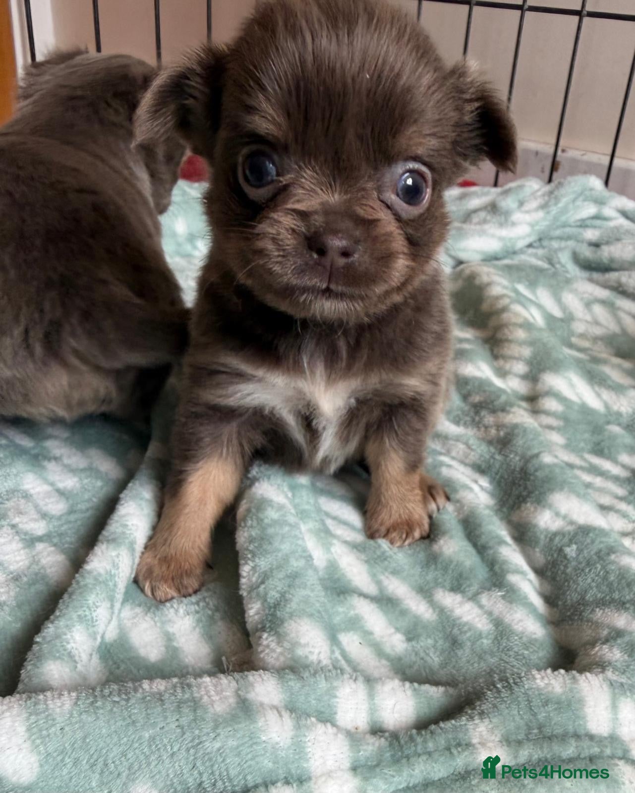 Chihuahua dogs for sale: Gorgeous lilac long coat girls and boys - Advert 11