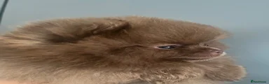Pomeranian 1