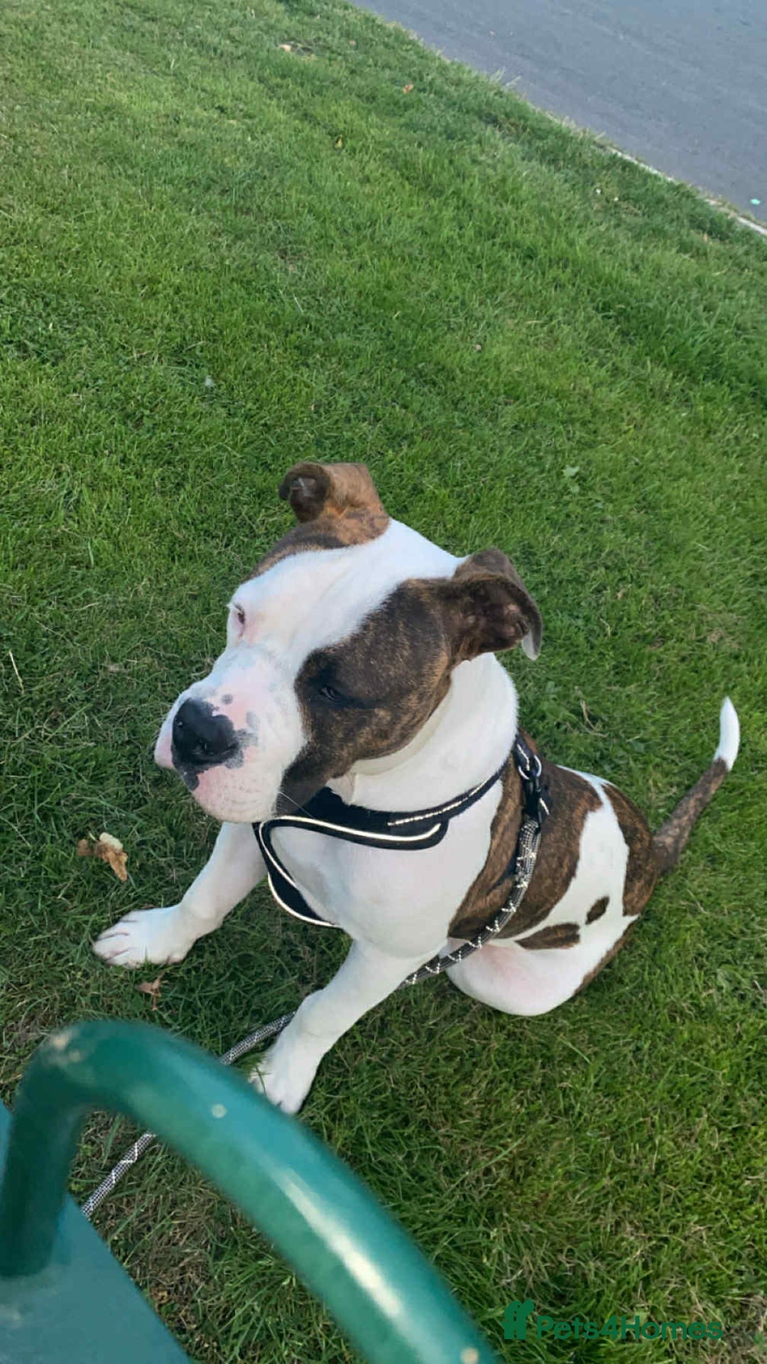 American Bulldog dogs for sale: Ozzy the American Bull Dog Staffy - Image 2