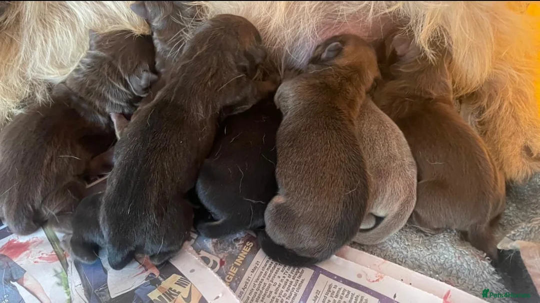 Mixed Breed dogs for sale: the cutest shih zhu mix babies  in Spalding - Advert 7
