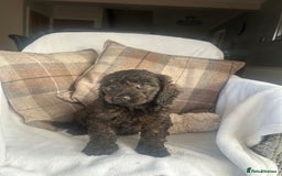Cockapoo dogs for sale: F1 miniature gorgeous cockapoo puppies  - Image 10