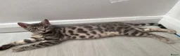 Bengal cats for sale: Pedigree Silver Bengal kitten in London - Advert 6