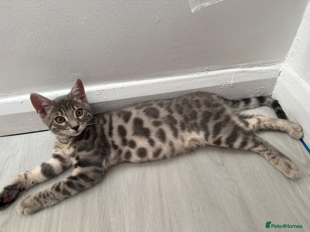 Bengal cats for sale: Pedigree Silver Bengal kitten in London - Advert 6