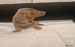 Dachshund dogs for sale: 🌈🌈 Isabella and tan Beautiful puppy’s 🌈🌈  - Image 7