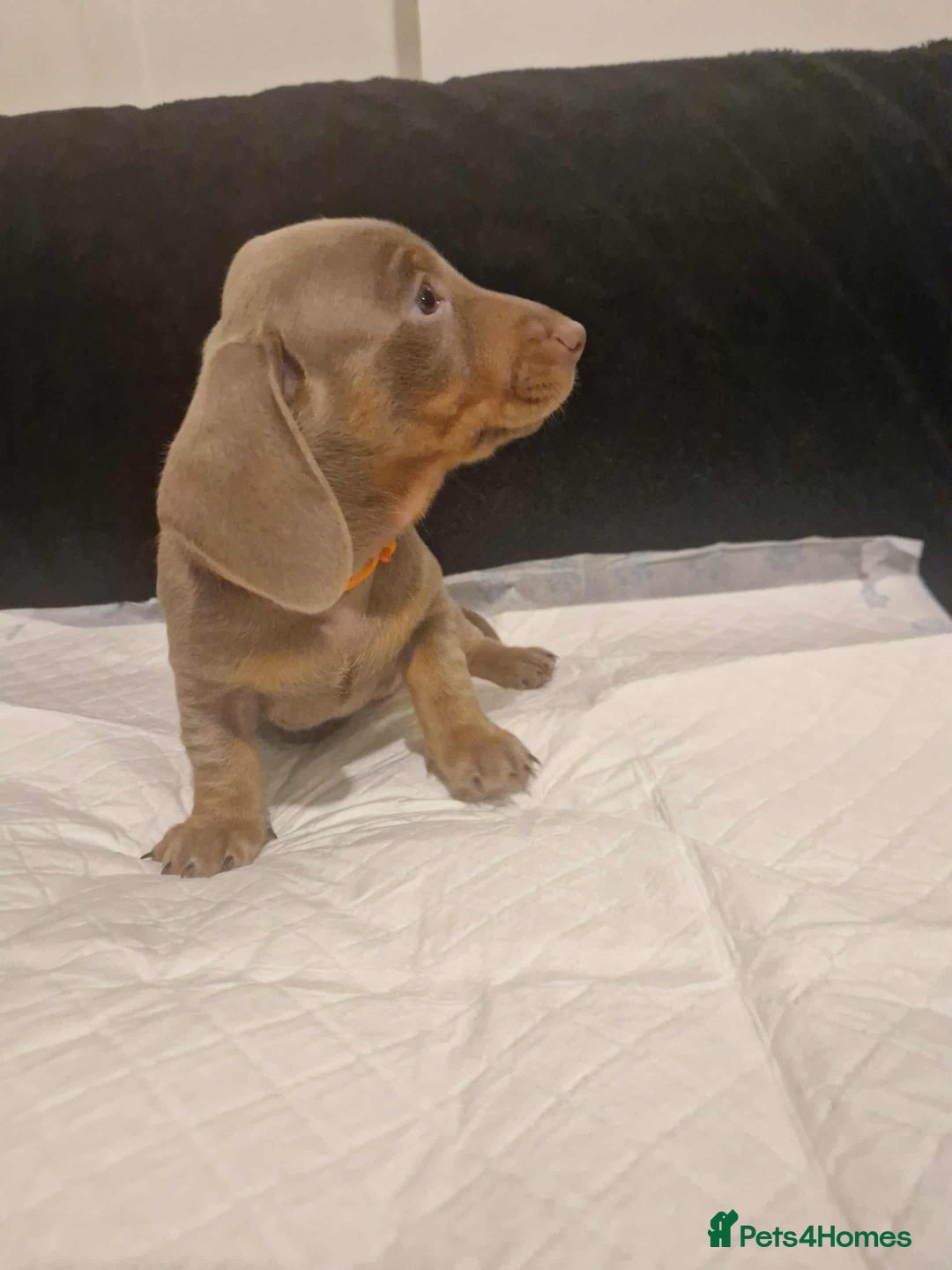Dachshund dogs for sale: 🌈🌈 Isabella and tan Beautiful puppy’s 🌈🌈  - Image 7