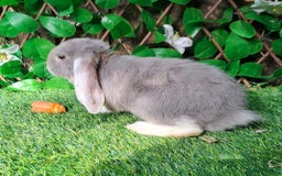 French Lop rabbits for sale: PURE Giant French Lops - Vaccinated - RESERVE - Image 15