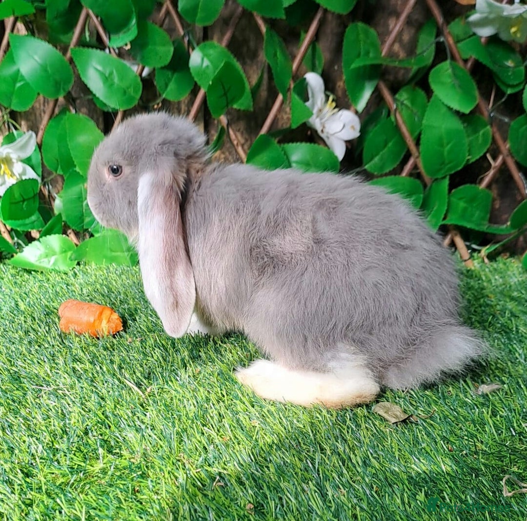 French Lop rabbits for sale: PURE Giant French Lops - Vaccinated - RESERVE - Image 15