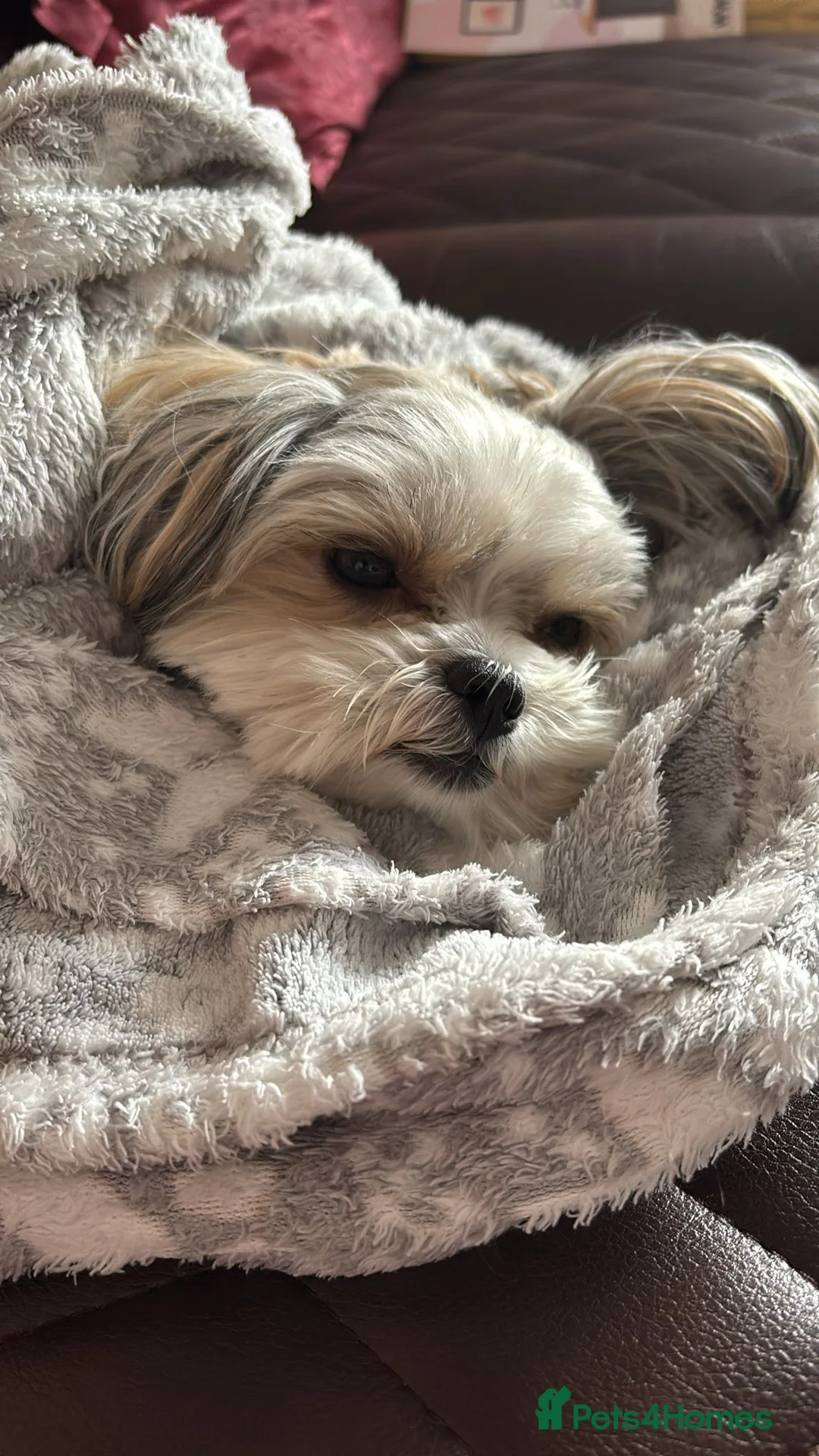 Biewer Terrier dogs for stud: Biewer Terrier Stud Needed Soon in Morpeth - Advert 2