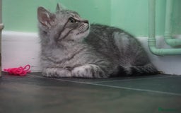 Persian cats for sale: ADORABLE RUSSIAN BLUE X PERSIAN KITTENS - Image 13
