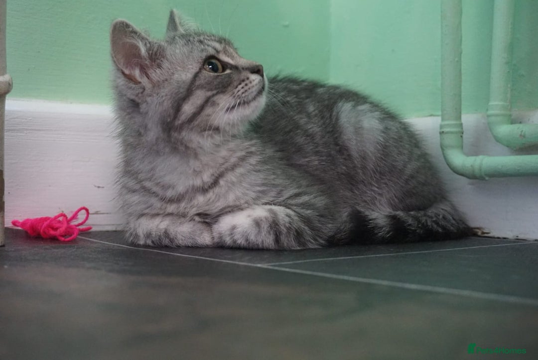 Persian cats for sale: ADORABLE RUSSIAN BLUE X PERSIAN KITTENS - Image 13