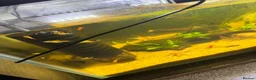Live Bearers fish for sale: BUMBLEBEE PLATYS / koi swordtails  - Advert 4