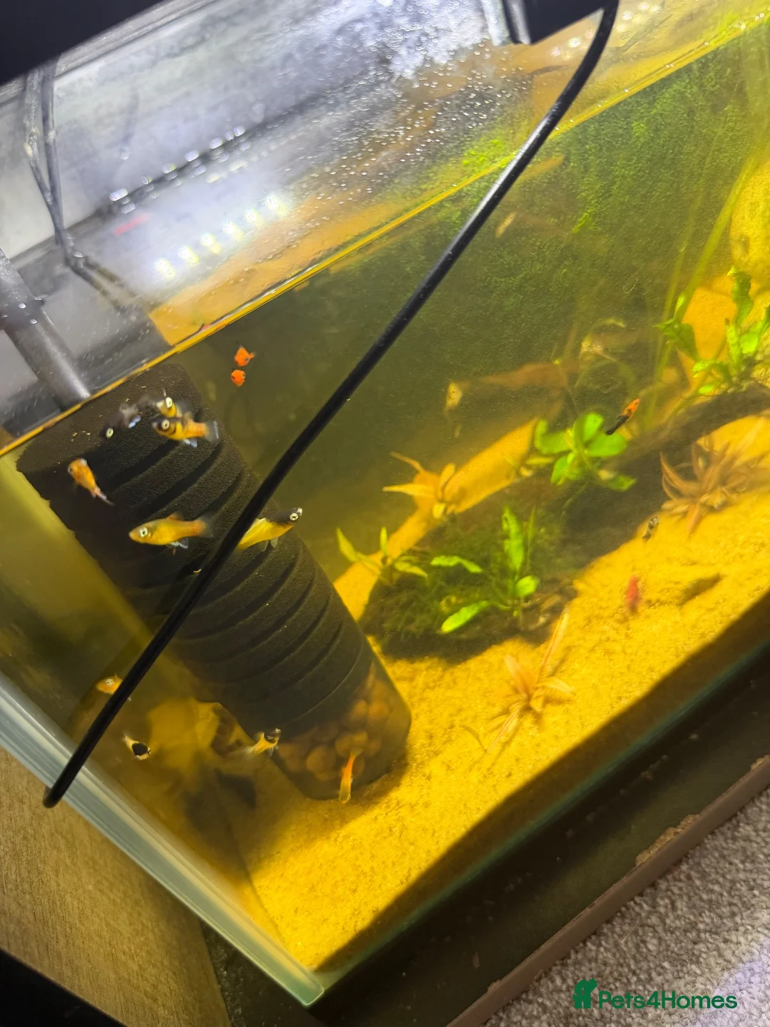 Live Bearers fish for sale: BUMBLEBEE PLATYS / koi swordtails  - Advert 4