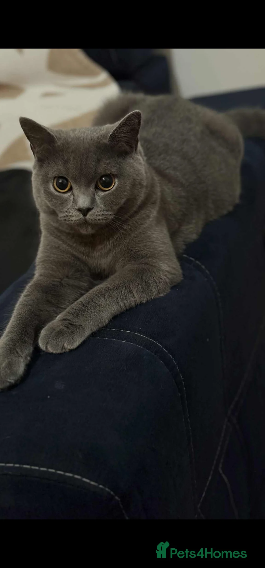British Shorthair cats for sale: Purebred Blue British Shorthair Kind and beautiful - Advert 2
