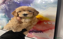 Goldendoodle dogs for sale: Medium and Miniature Doodles Licensed and Tested - Image 33