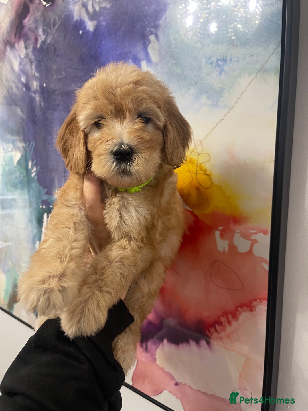 Goldendoodle dogs for sale: Medium and Miniature Doodles Licensed and Tested - Image 33