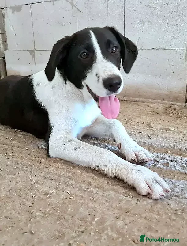 Mixed Breed dogs 🐾 Meet Nala 🐾 - a loyal girl - for a Loving Home - Advert 3