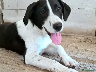 Mixed Breed dogs 🐾 Meet Nala 🐾 - a loyal girl - for a Loving Home - Advert 8