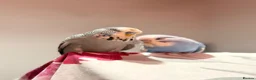 Budgerigars birds for sale: 2 male budgies  in Torquay - Advert 4