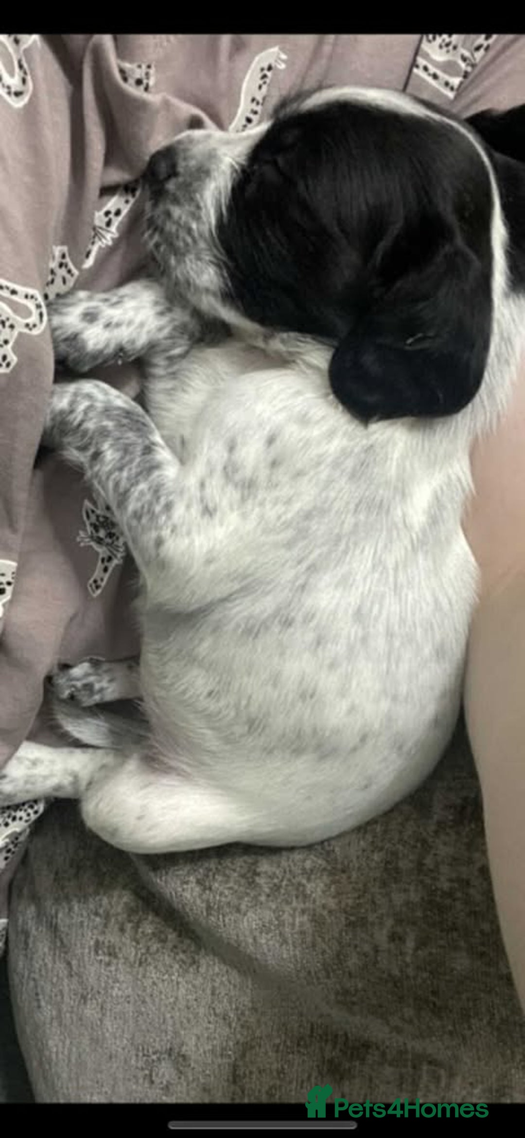 Sprocker dogs for sale: Beautiful Sprocker Puppies Ready 30th December - Advert 31