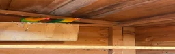 Lovebirds birds for sale: 2 pairs of love birds breeding pairs  - Advert 5
