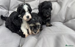 Yorkiepoo dogs for sale: Beautiful puppies  - Image 3