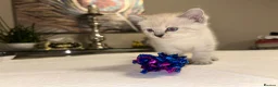 Ragdoll cats for sale: Ragdoll kittens in Wakefield - Advert 4