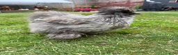 Chickens poultry for sale: USA silkies bantams hens For sale  - Advert 2