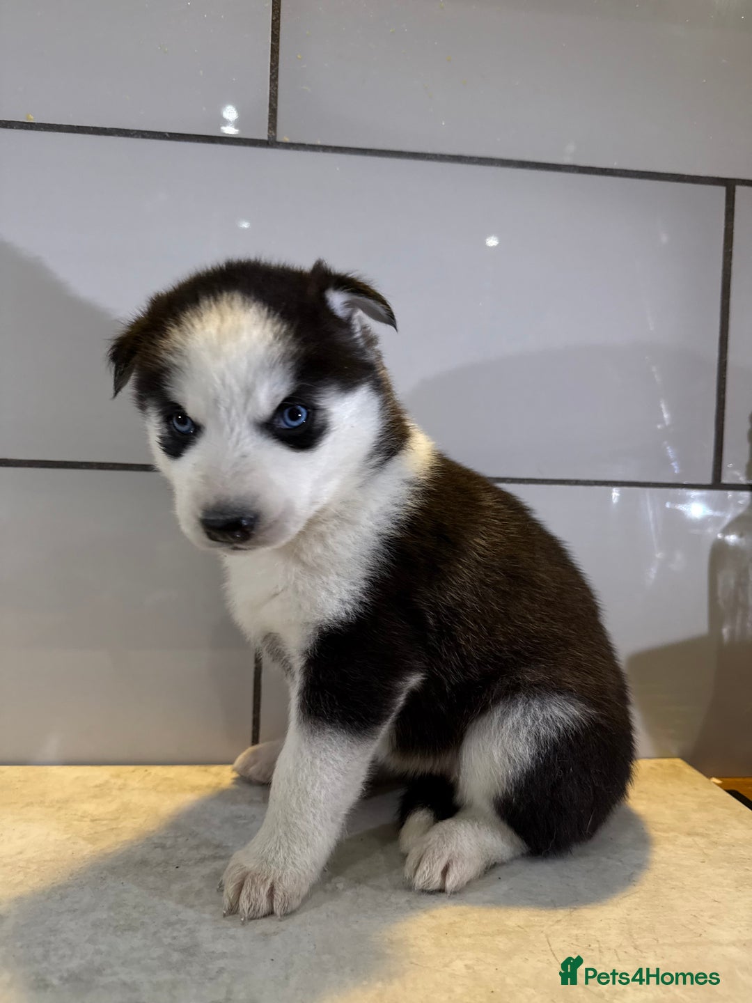 Siberian Husky dogs for sale: Husky Puppies 🩵🩷 - Advert 25