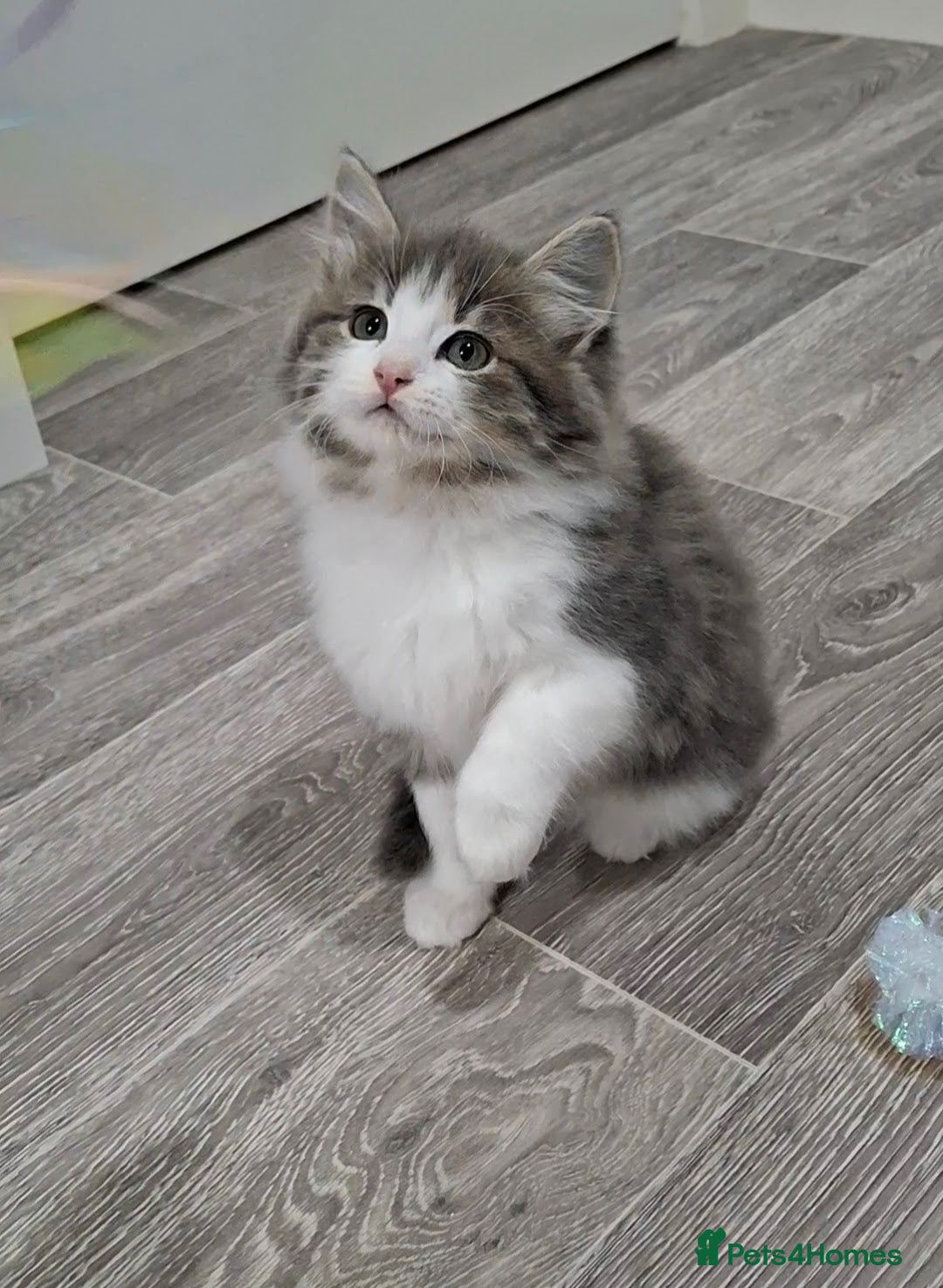 Maine Coon cats for sale: Beautiful Grey/White Part Maine Coon Kitten - Image 3