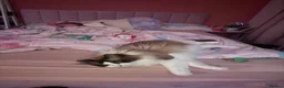 Ragdoll cats for sale: Beautiful GCCF Male Ragdoll 2 years old in Middlesbrough - Advert 14