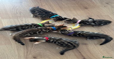 Bengal cats - Advert 7