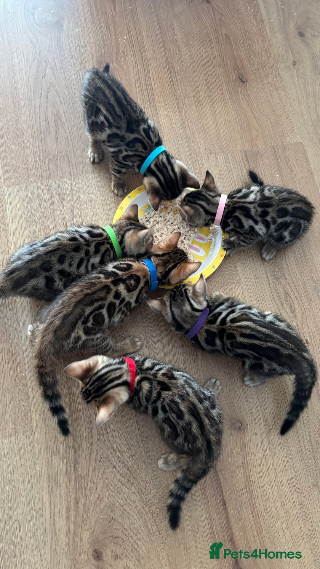 Bengal cats for sale: 🐆Beautiful Purebred Bengal Kitten  🐾 - Advert 2