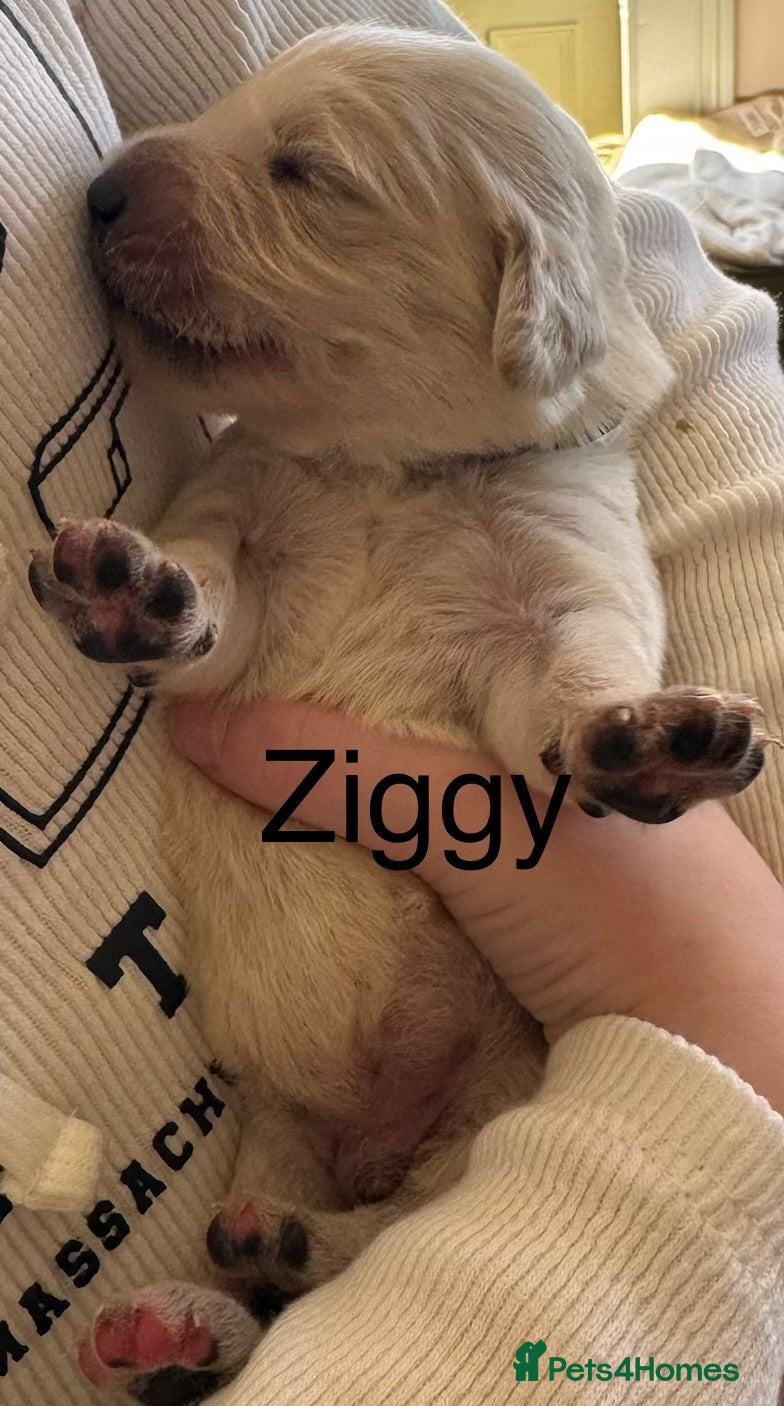 Golden Retriever dogs Beautiful golden retriever pups - Advert 2