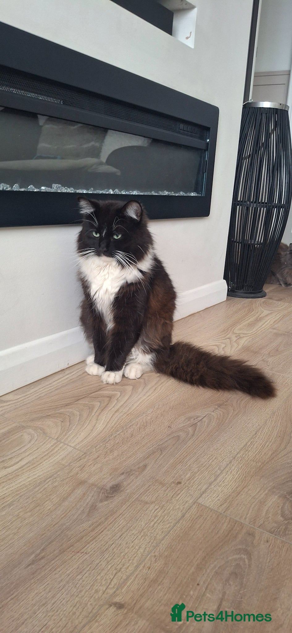 Mixed Breed cats for sale: British longhaired x kittens  in Leiston - Advert 2