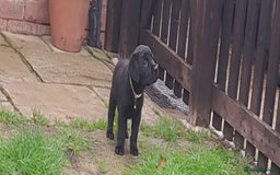 Labrador Retriever dogs for sale: Black labrador puppies - Image 4