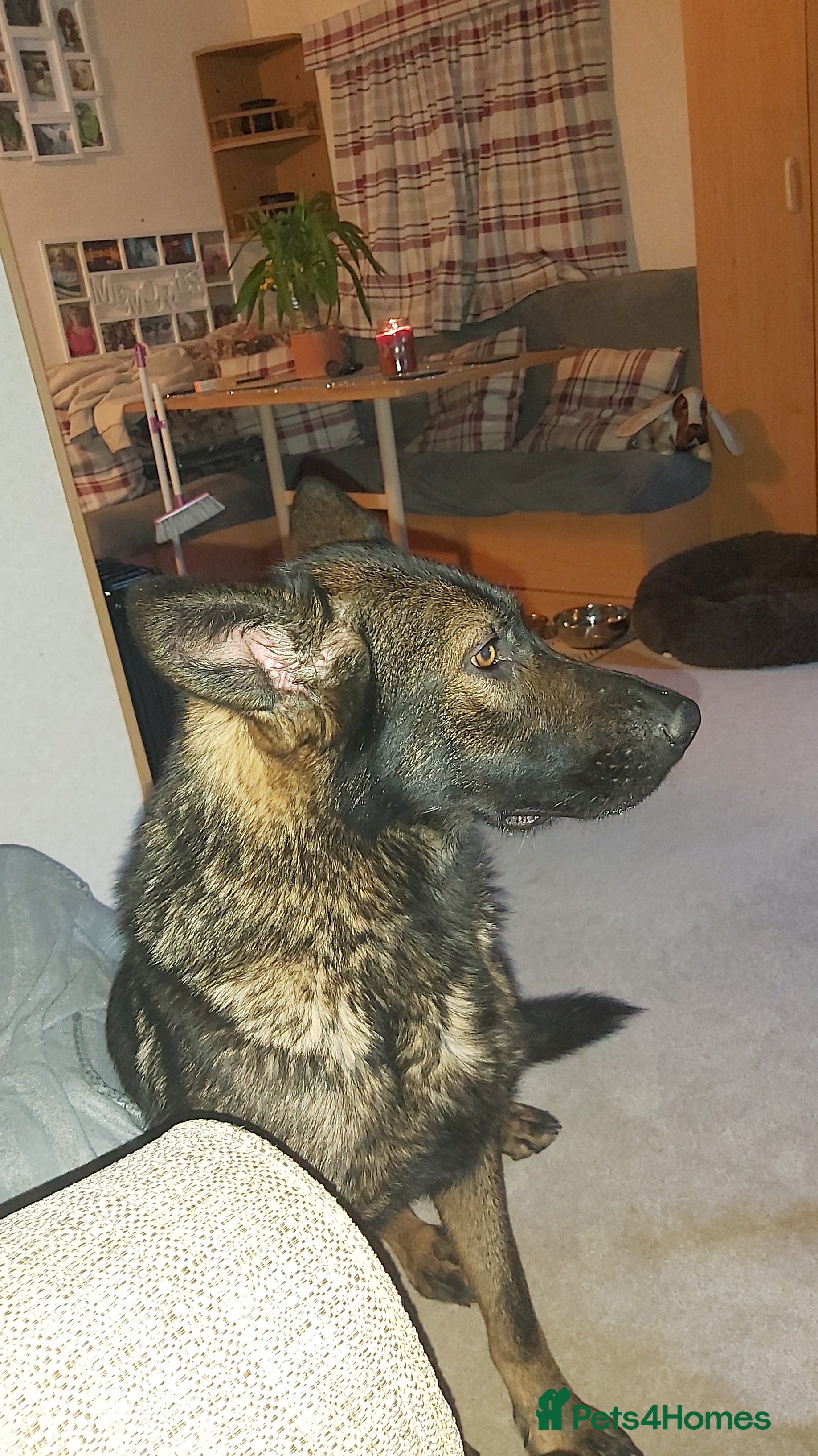 German Shepherd dogs 6 German shepherd pups - Advert 1