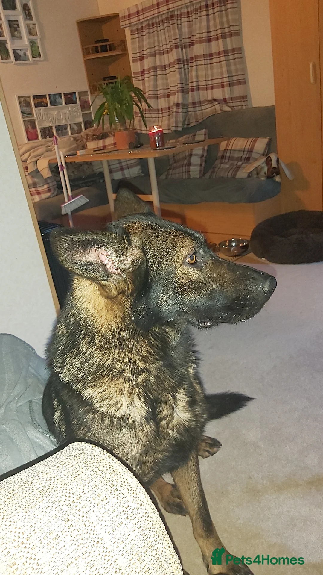 German Shepherd dogs for sale: 6 German shepherd pups - Advert 1