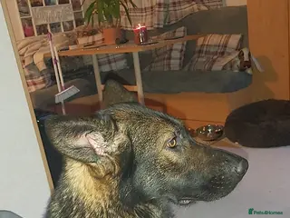 German Shepherd dogs 6 German shepherd pups - Advert 1