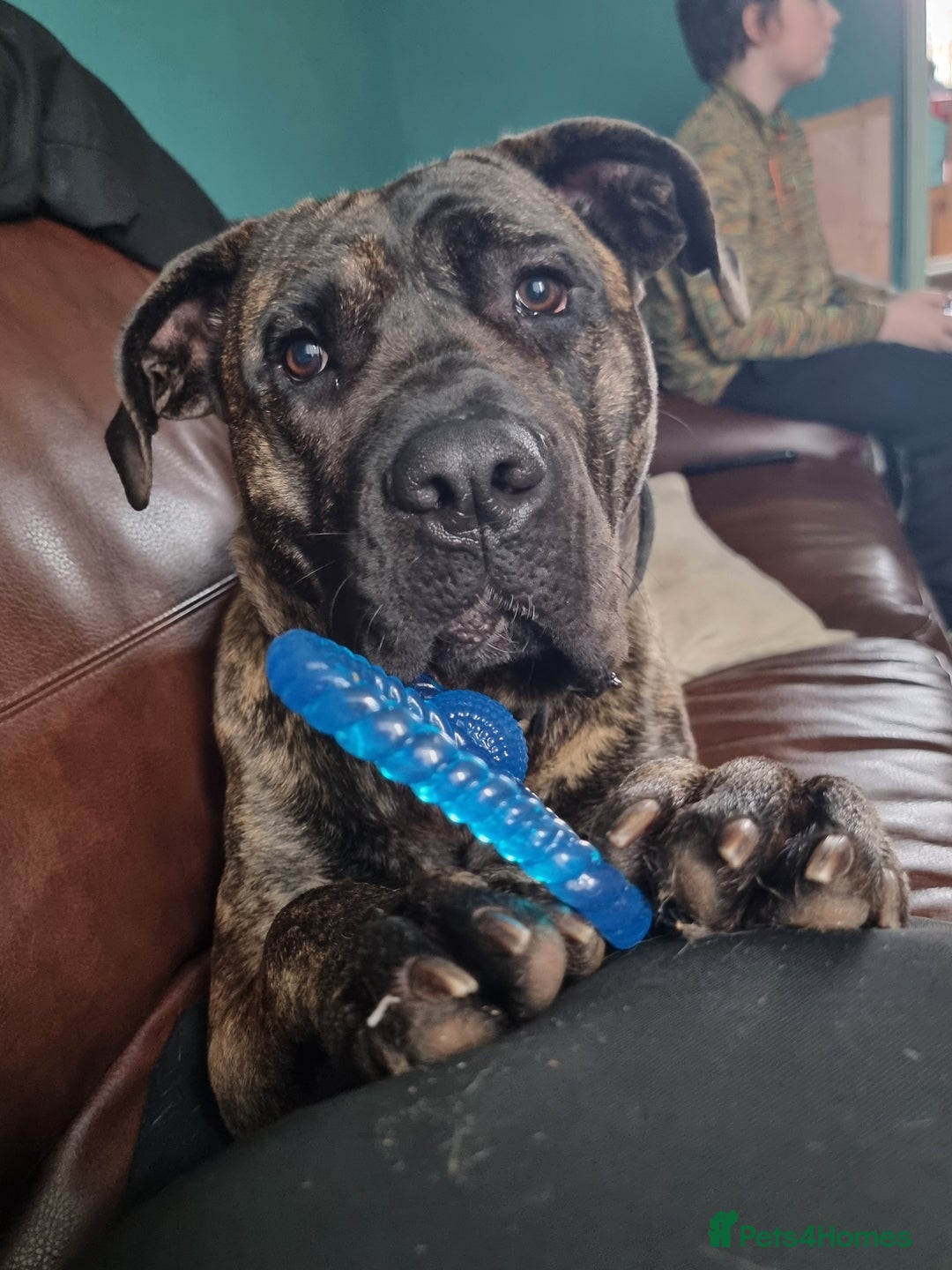 Presa Canario dogs for sale: 2 year old male presa - Image 1
