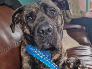 Presa Canario dogs - Advert 7