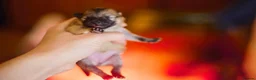 Pomeranian dogs for sale: KC registered pomeranian puppies - 4 girls  - Advert 27