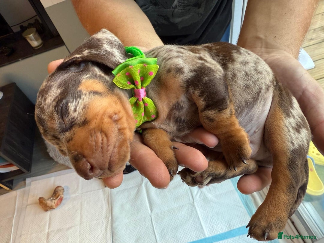 Miniature Dachshund dogs for sale: KC reg miniature dachshund puppies 4 girls 4 boys - Advert 14