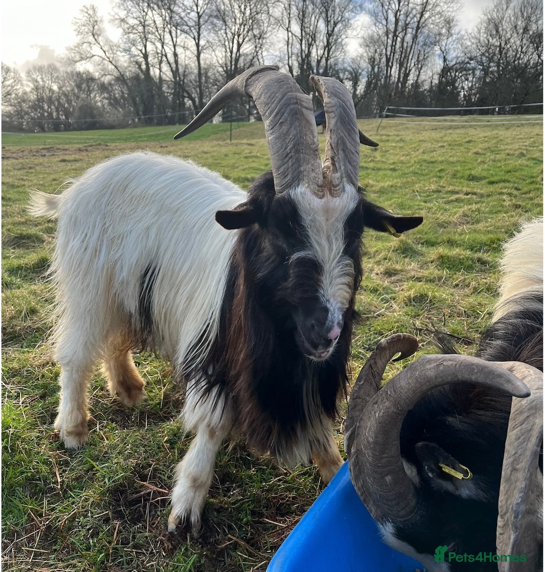 Goats livestock for sale: 3 Old English Billy Goats - very low maintenance - Image 5