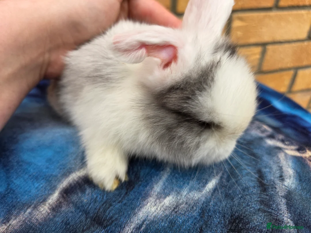 Mini Lop rabbits for sale: Adorable mini lops  - Advert 7