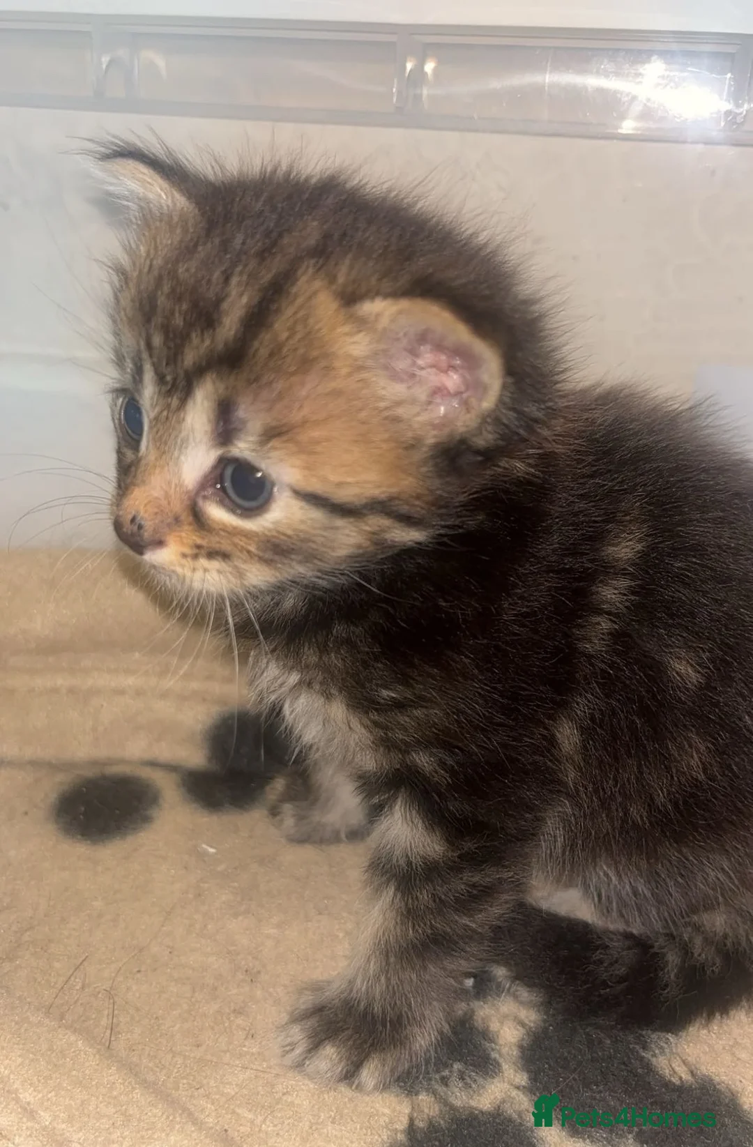 Mixed Breed cats for sale: Beautiful long haired kittens  in Deeside - Advert 2